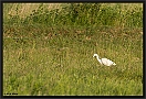 Grote Zilverreiger, Great Egret, Ardea alba Location: Hongarije grote zilverreiger MG 2619 kopie